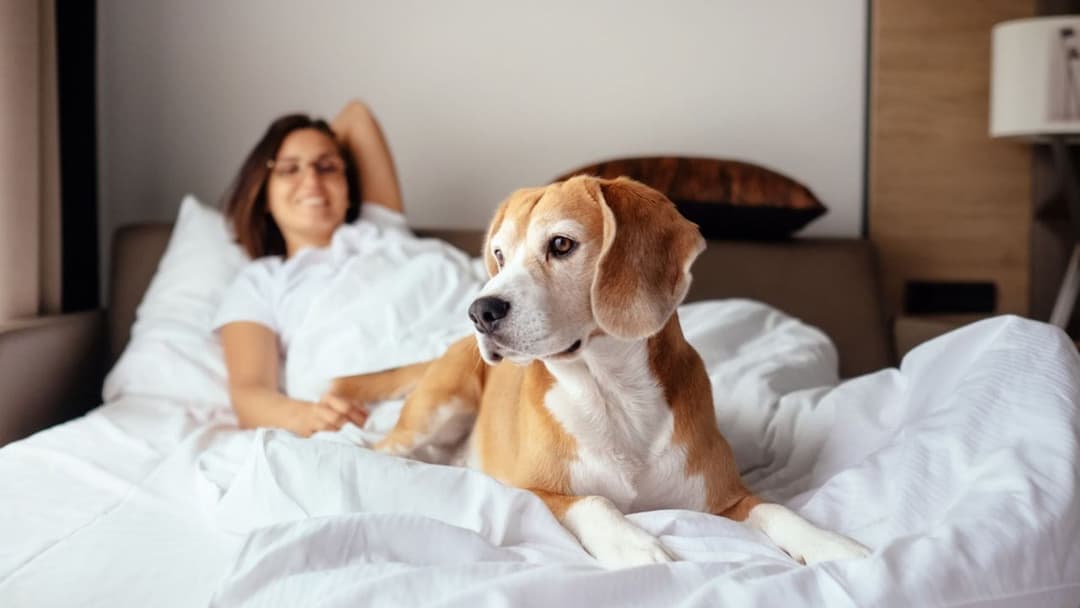Best Pet-Friendly Hotels in India, Hill Stations, Resorts & Heritage Stays